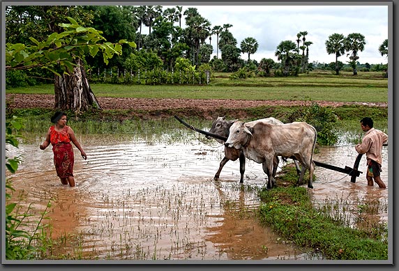 Cambodia Fields