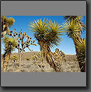 california deserts photos