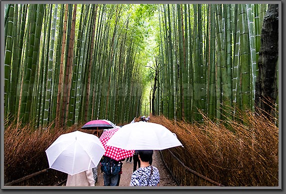 Kyoto bamboo