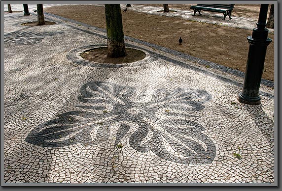 lisboa flower