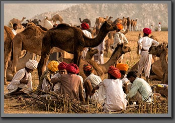 Camels Traders India