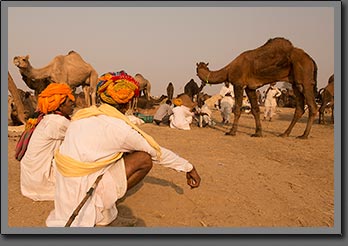 Camels Traders 2 India