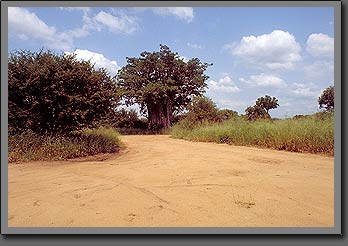 baobab