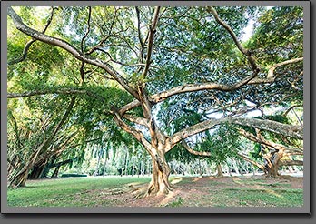 Sri Lanka Tree photo