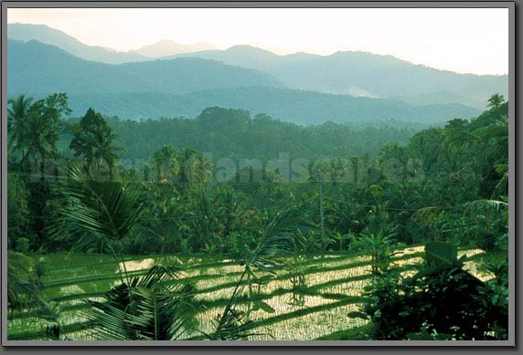 rice terraces