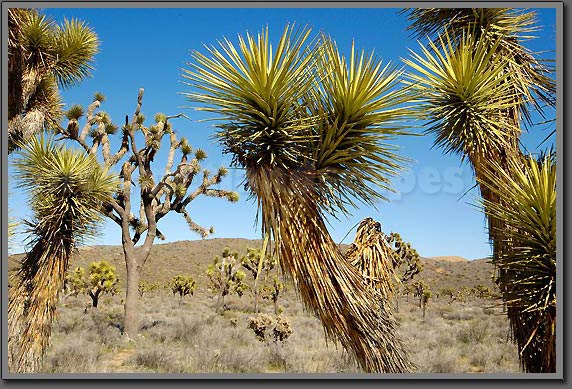 joshua tree