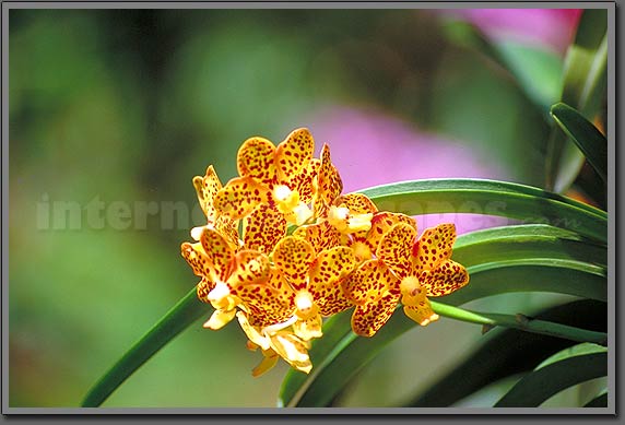 singapore orchid