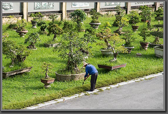 Bonsai garden