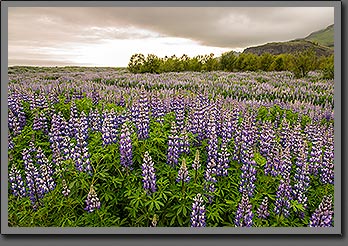 Iceland Flowers photo