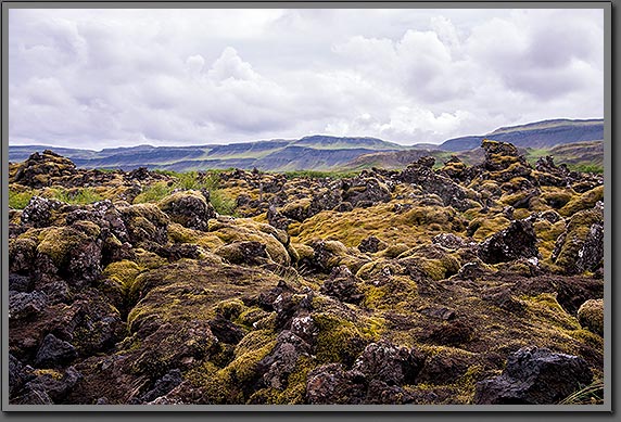 Iceland moss