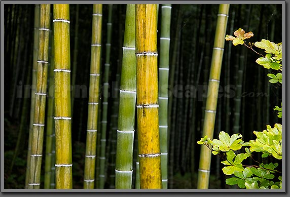 Kyoto bamboo 2