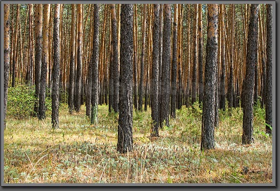 Siberian trees