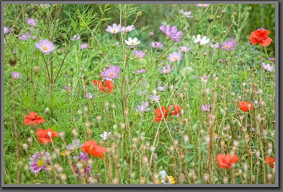 Siberian flowers