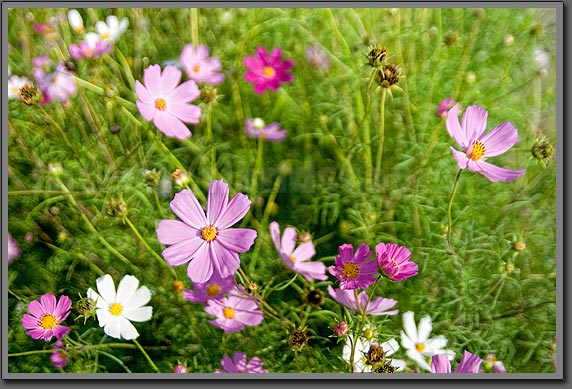 Siberian flowers 2