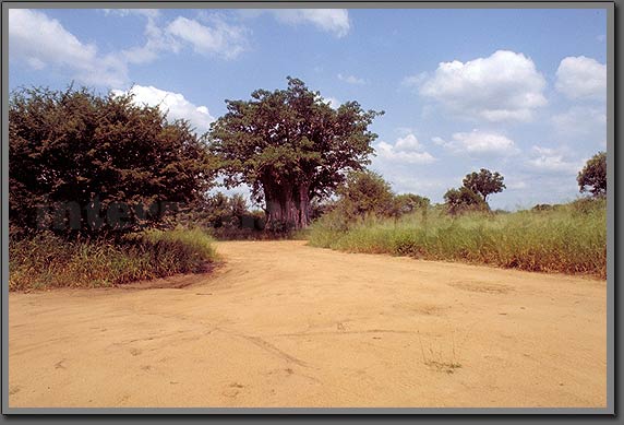 baobab