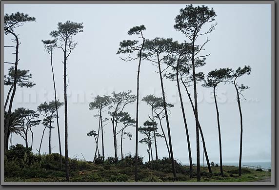 Punta del Este tree